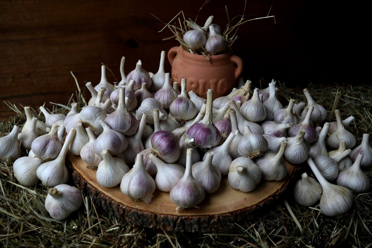 Music Seed Garlic Bulbs on a pine tree round and a bed of straw, with a rustic background