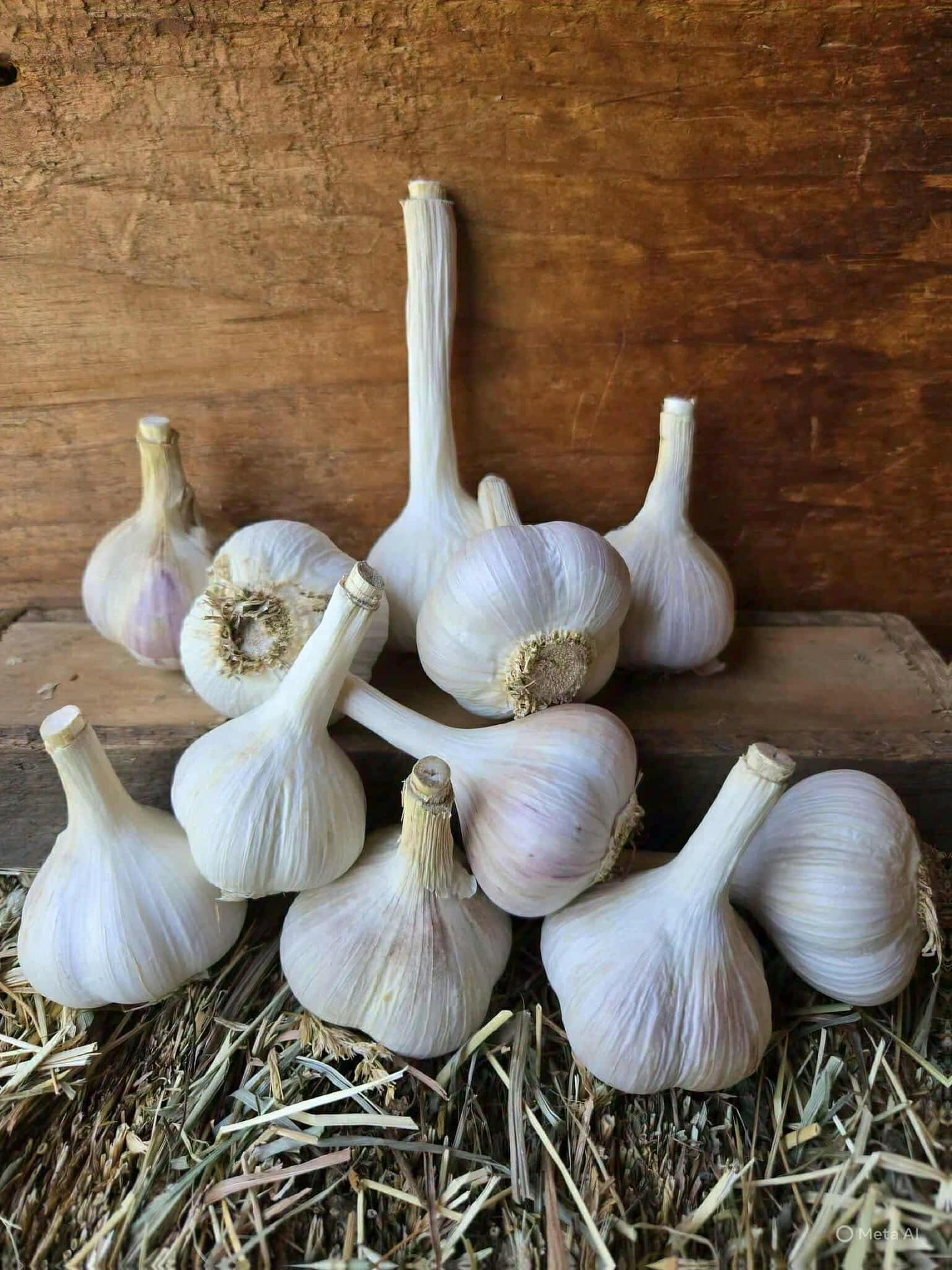 Music Seed Garlic Bulbs on a wooden surface, with straw bedding