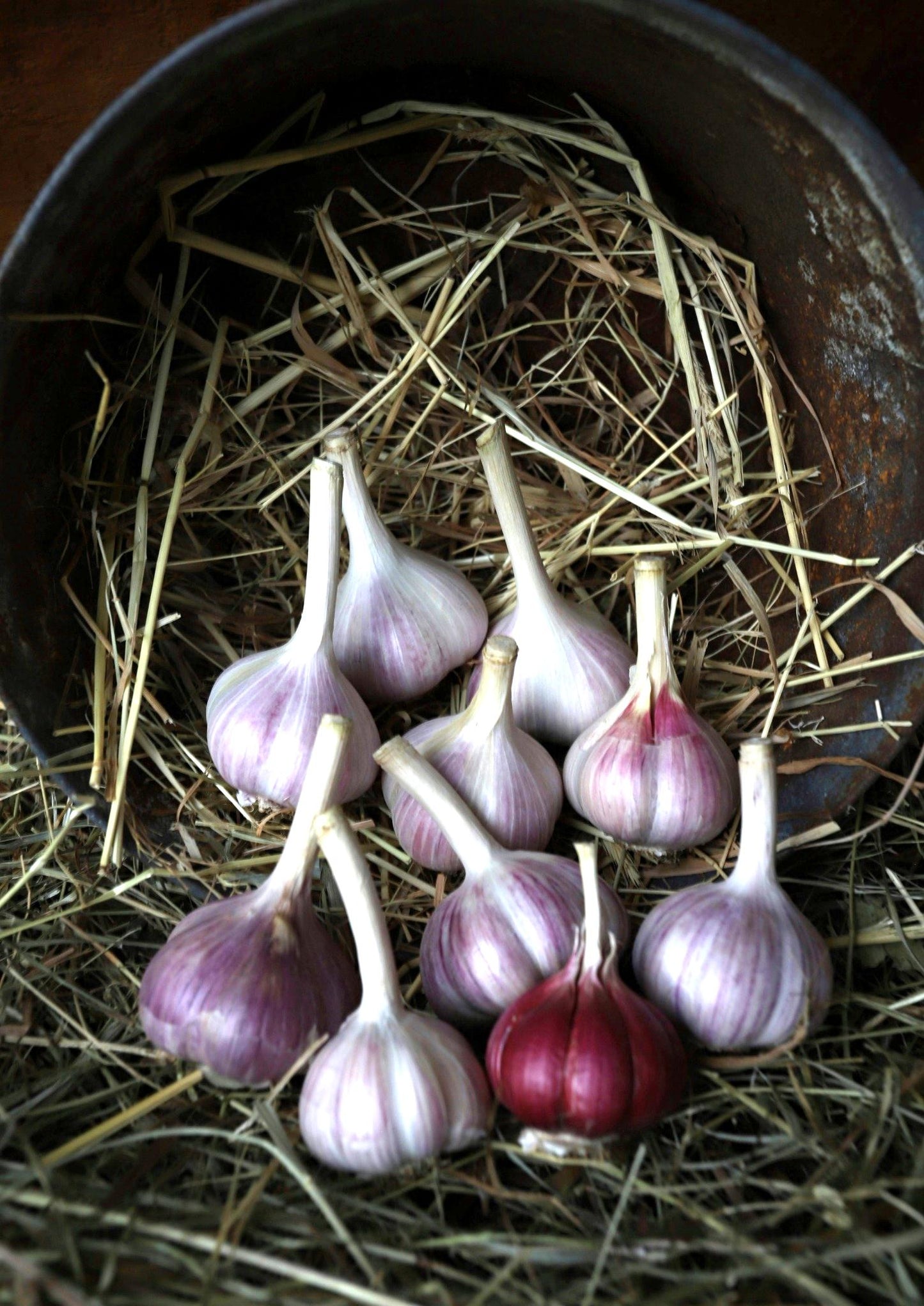 1lb of Roja Seed Garlic bulbs, on a bed of straw, in a rustic setting