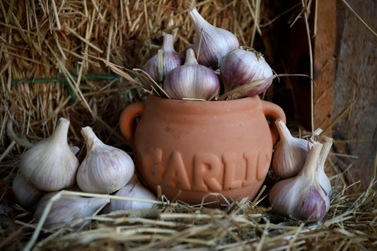 Terracotta pot with All-Purpose Kitchen Garlic, on a bed of straw