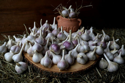All-Purpose Kitchen Garlic bulbs on a pine tree round and straw bedding, with a rustic background