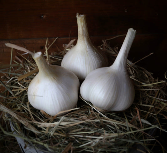 Three Elephant Seed Garlic bulbs on a bed of straw, with a dark background