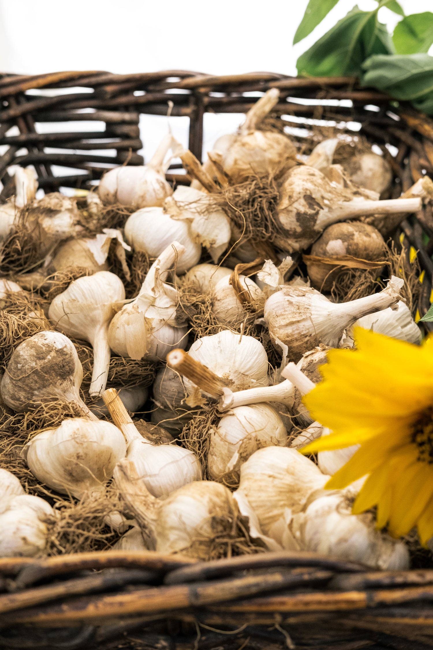 Wicker basket of freshly-picked Garlic bulbs