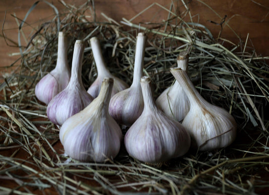 1lb of German Extra Hardy Seed Garlic bulbs, on a bed of straw