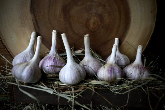 Montana Giant Seed Garlic bulbs on a bed of straw, in a rustic setting